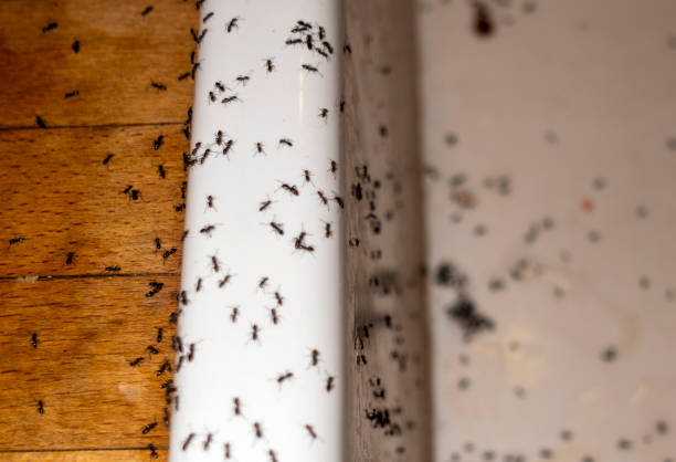Best Local Pest Control Services  in Severn, MD