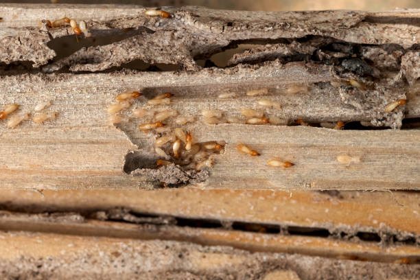Best Ant Control Services  in Severn, MD